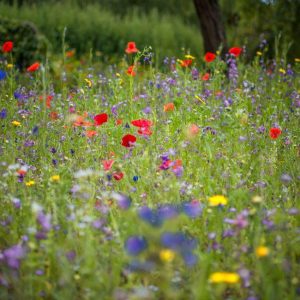 IRISH WILDFLOWERS MEADOW & GARDEN MIXTURE 100G
