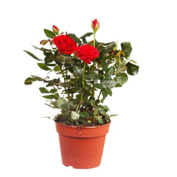 ROSE VARIETIES 2 LTR