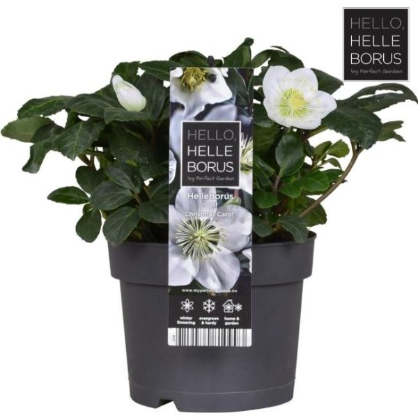 HELLEBORUS NIGER CHRISTMAS CAROL 12CM