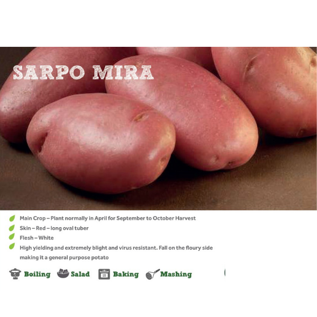 SARPO MIRA SEED POTATOES