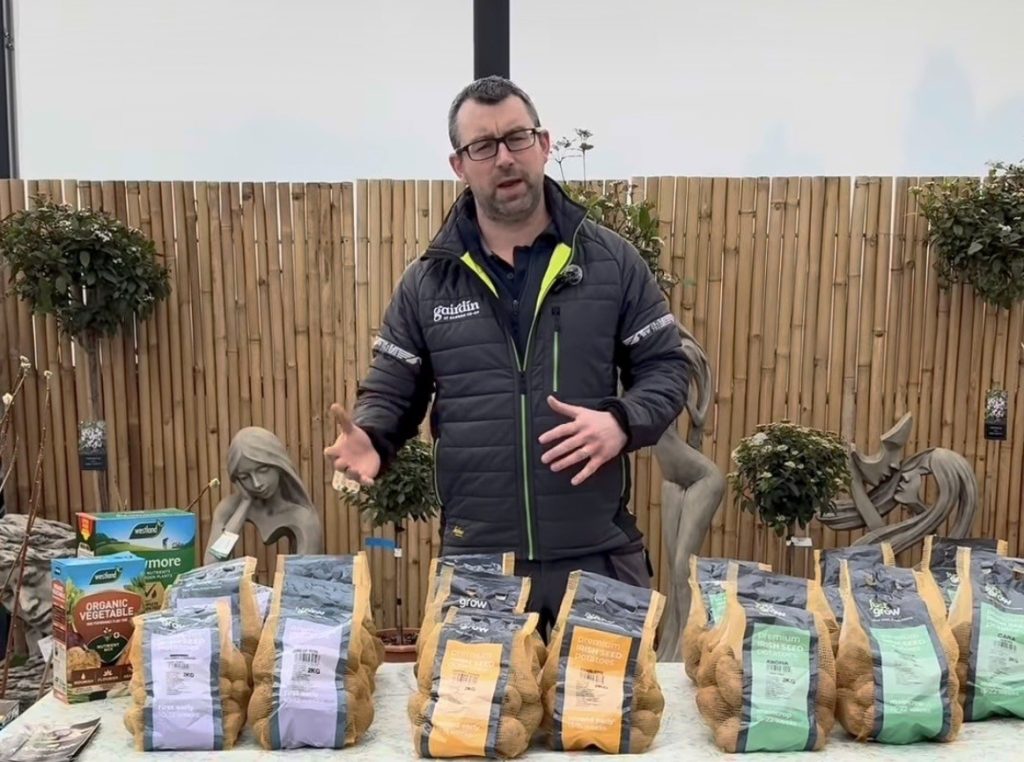 Seed Potatoes - All you need to know