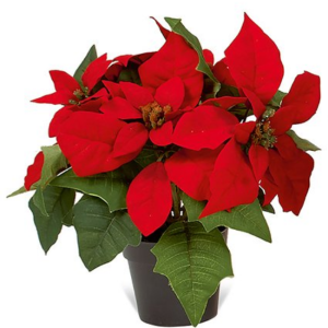 RED POTTED POINSETTIA 27CM