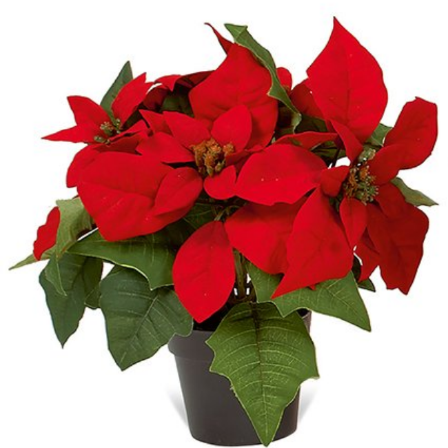 RED POTTED POINSETTIA 27CM